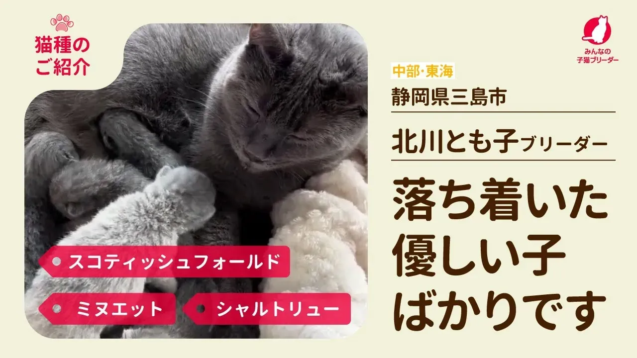 三島 猫 ブリーダー で後悔しない選び方！あなたの家族になる運命の子猫に出会う